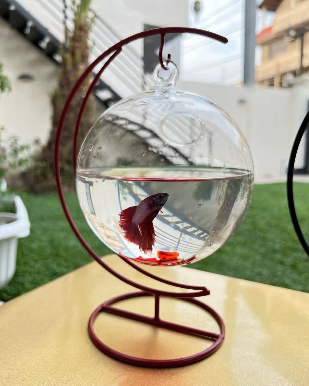 Hanging Glass Fish Bowl Betta Tank Plant Terrarium Ornaments Iron Stand Decor